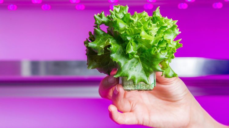 Inovacije u Poljoprivredi – LED Organska Proizvodnja Hrane